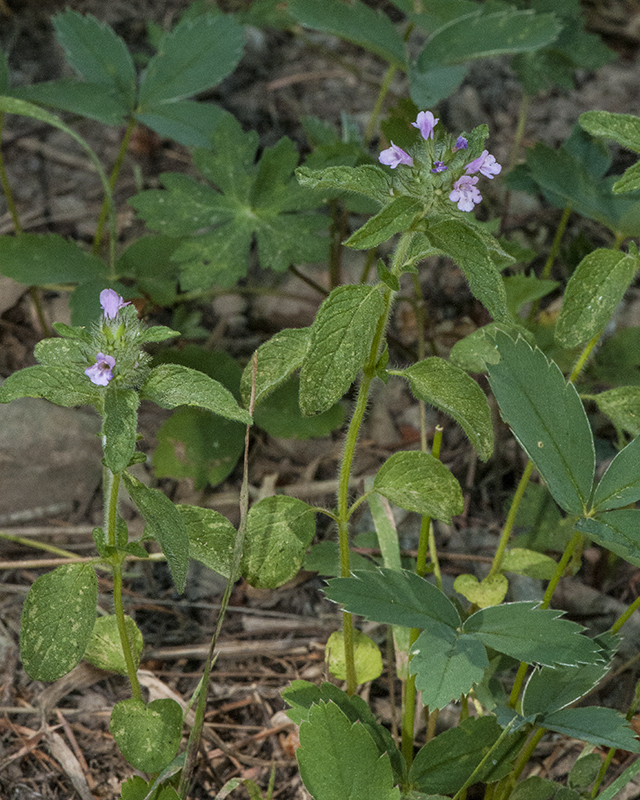 Wild Basil Plant
