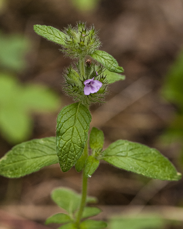 Wild Basil Stem