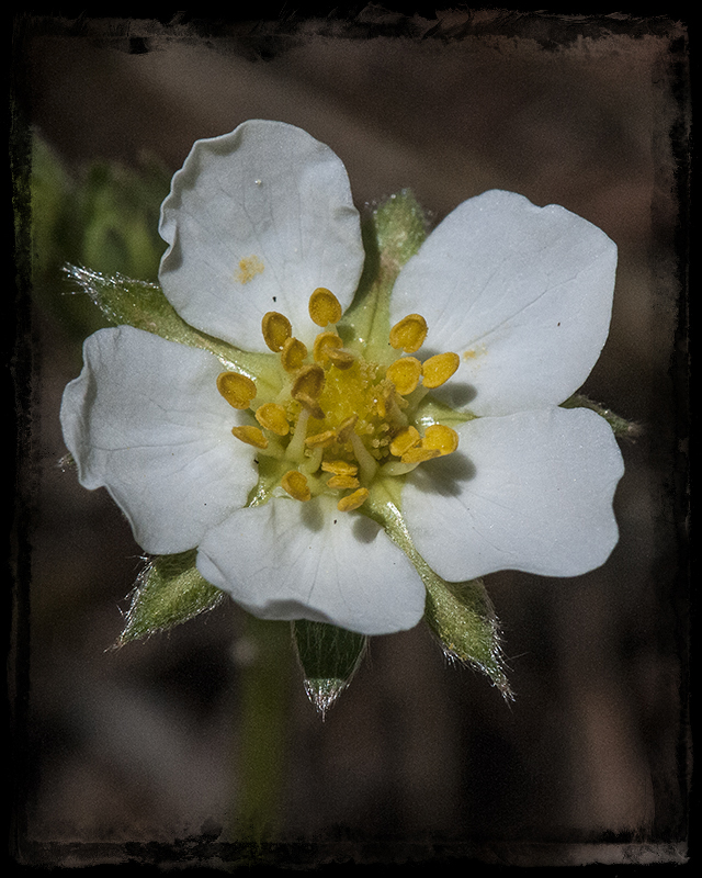 Wild Strawberry Flower