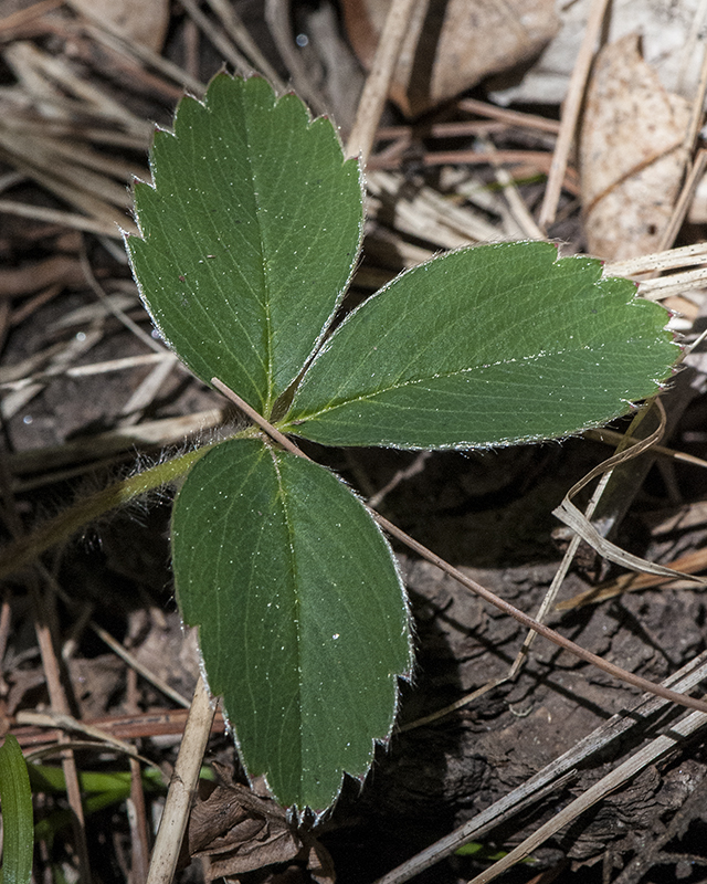 Wild Strawberry Leaves