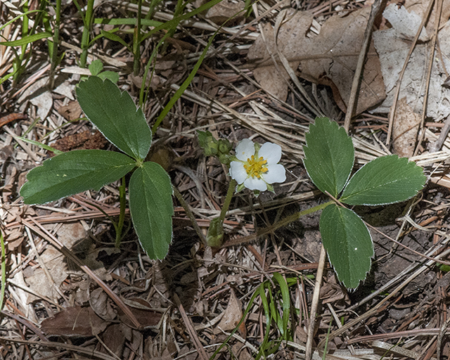 Wild Strawberry Plant