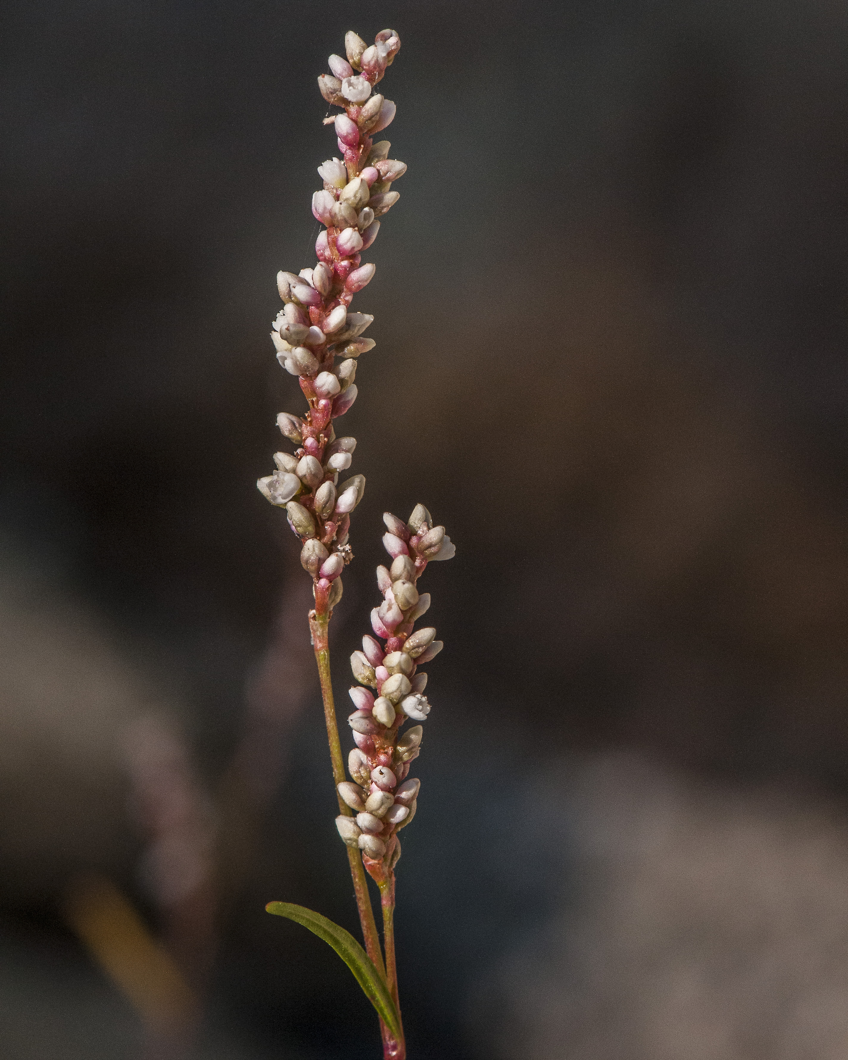 Willow Smartweed Flower
