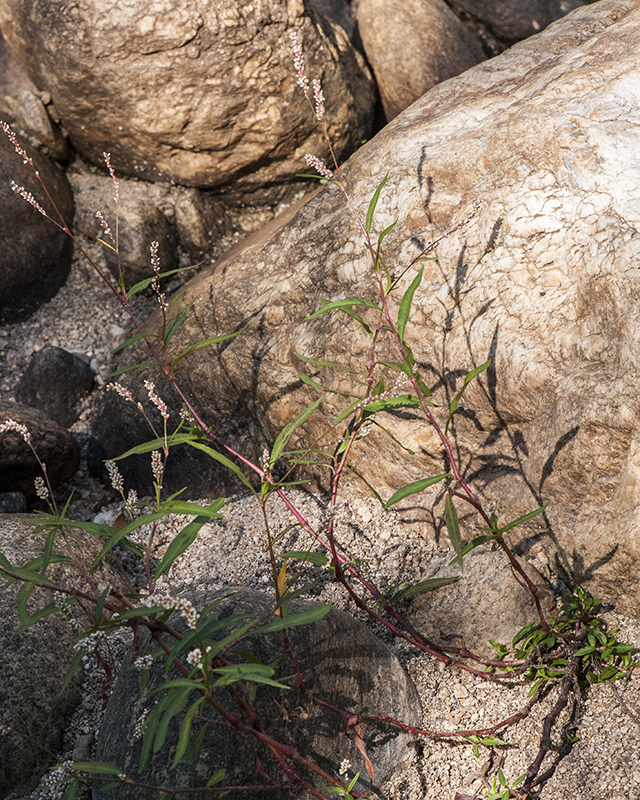 Willow Smartweed Plant