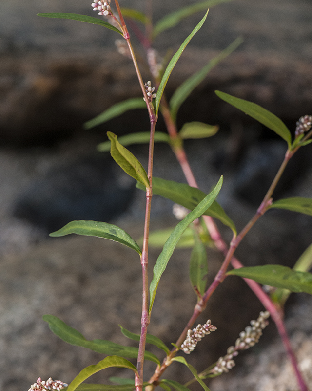 Willow Smartweed Stem