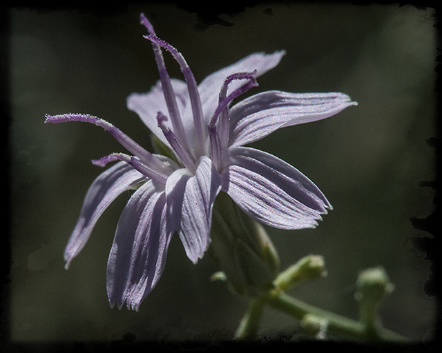 Brownplume Wirelettuce Flower