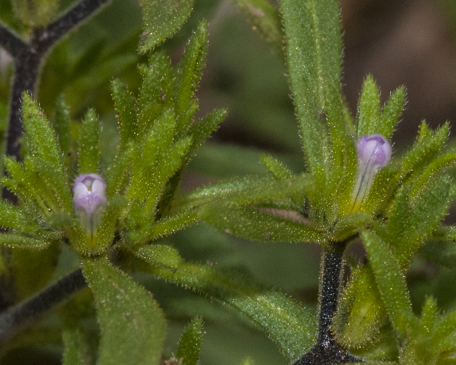 Wishbone Fiddleleaf Flower