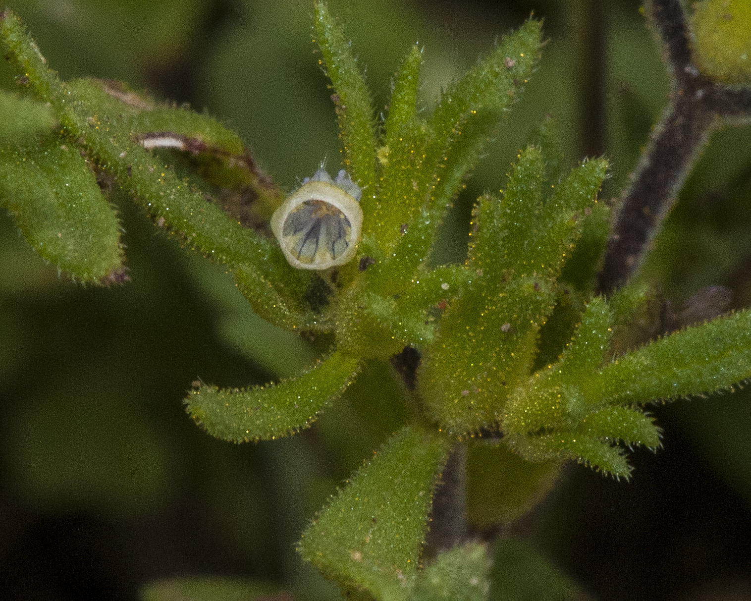 Wishbone Fiddleleaf Flower