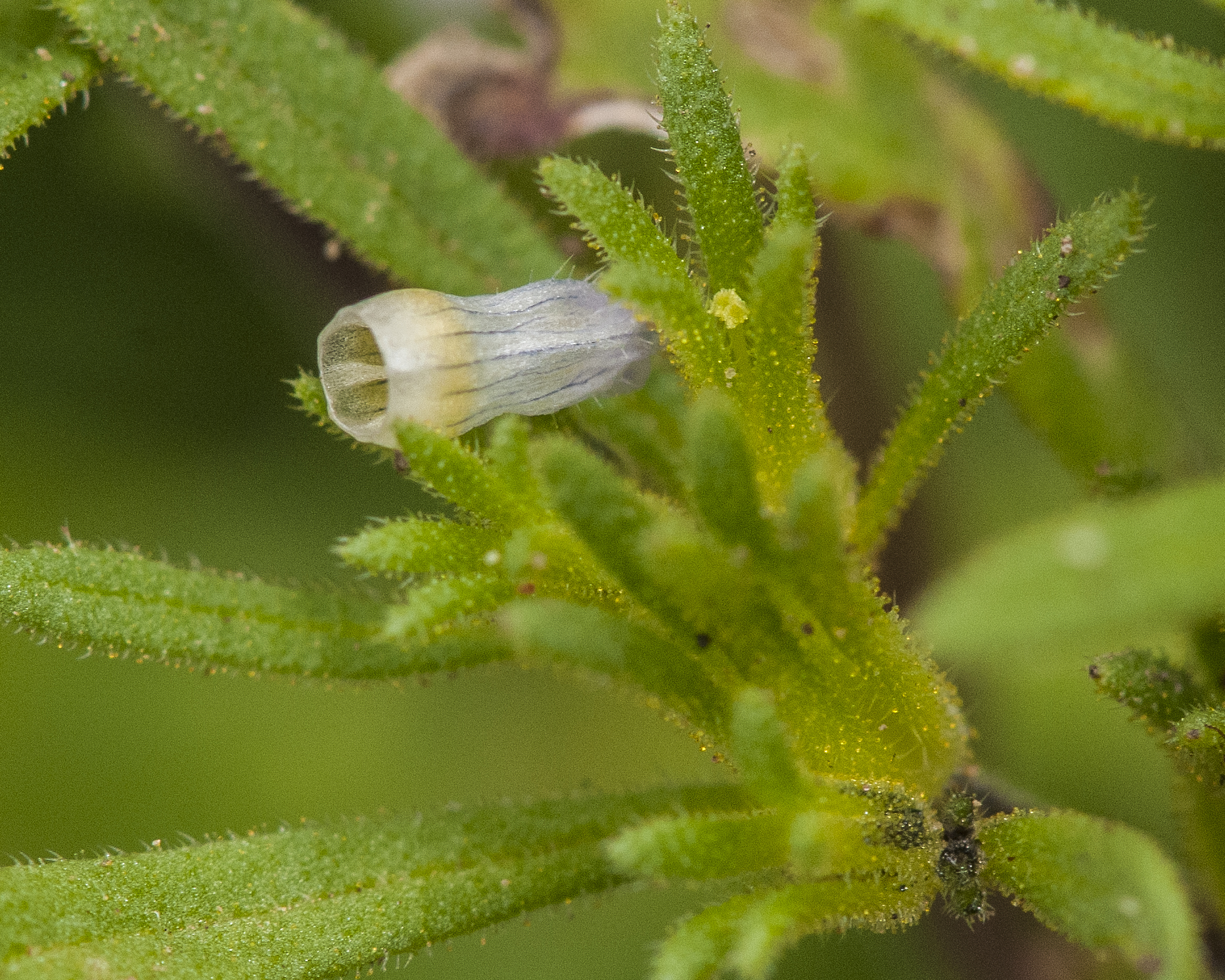 Wishbone Fiddleleaf Flower