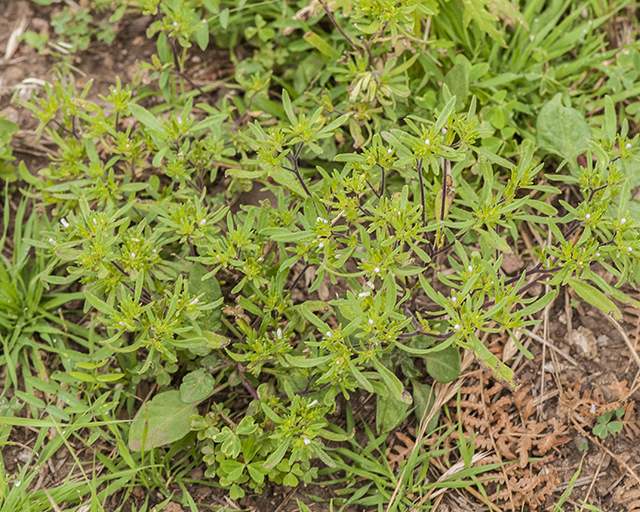 Wishbone Fiddleleaf Plant