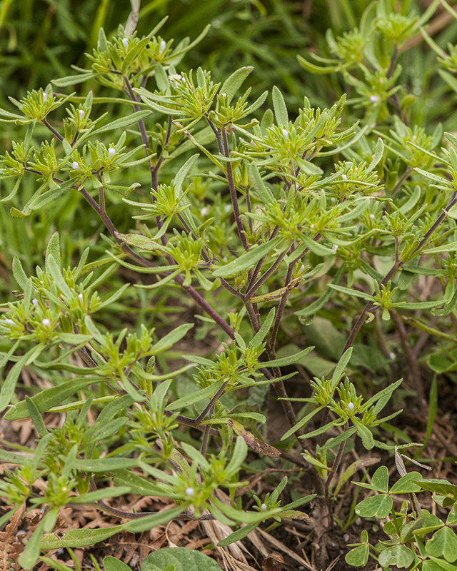 Wishbone Fiddleleaf Stem