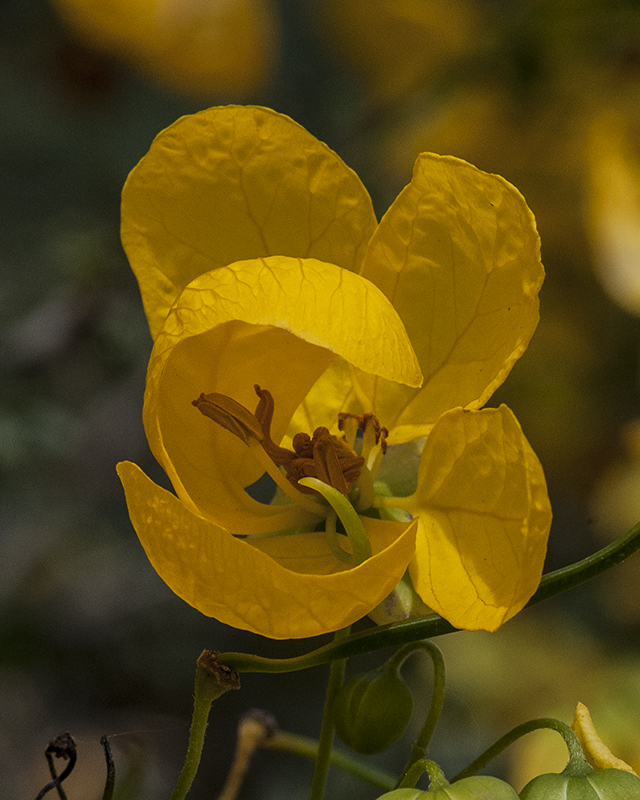 Wislizenus' Senna Flower
