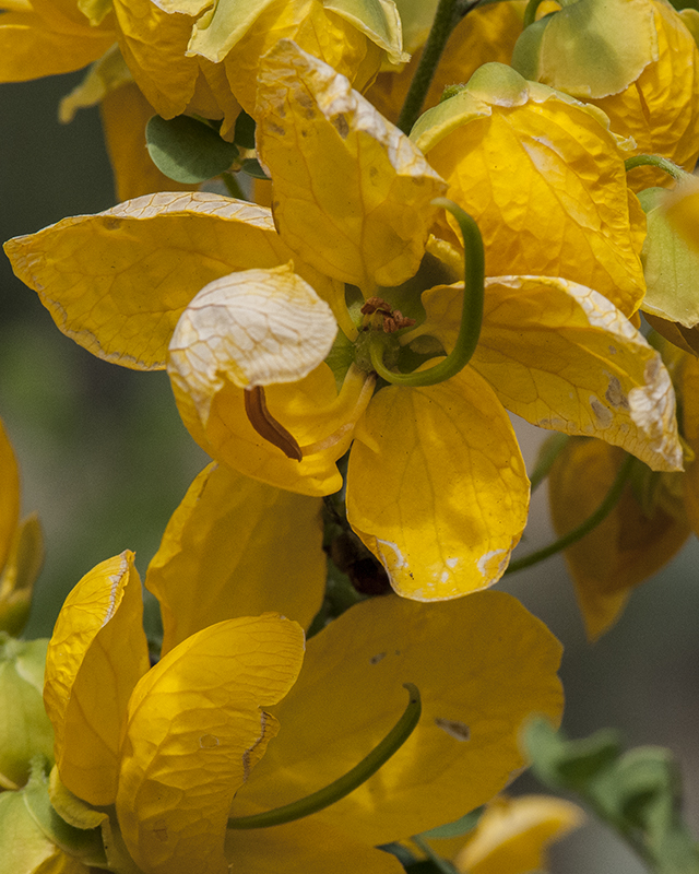 Wislizenus' Senna Flower