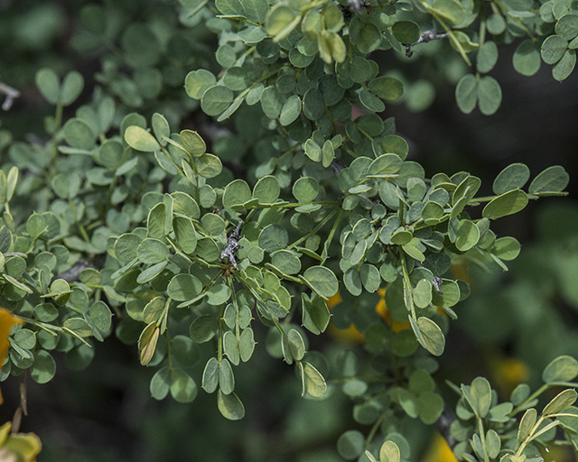 Wislizenus' Senna Leaves