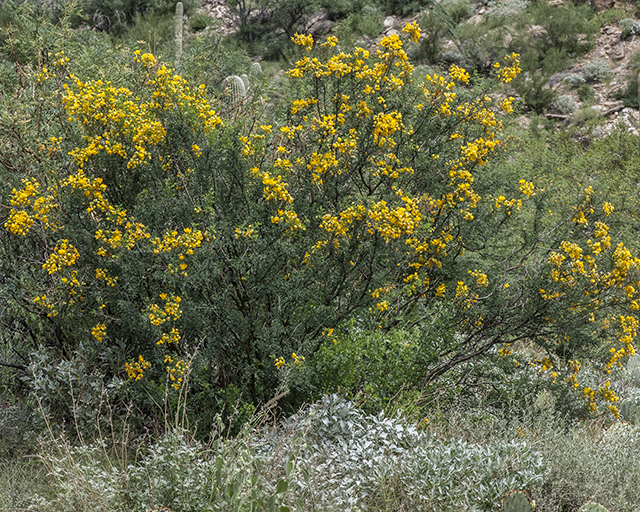 Wislizenus' Senna Plant