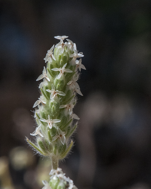 Woolly Plantain Flower