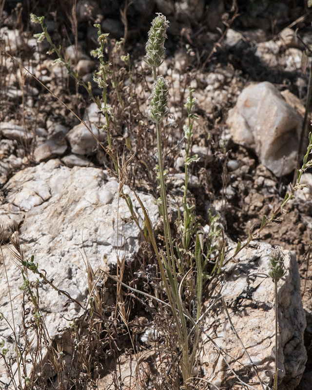 Woolly Plantain Plant