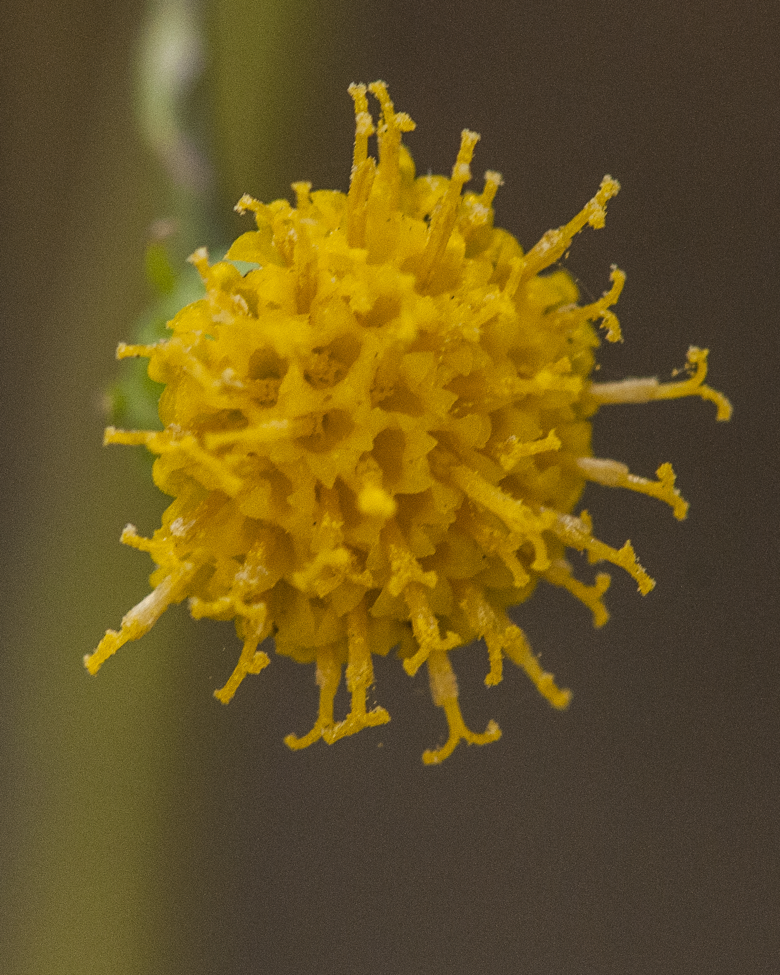 Wooton's Groundsel Flower