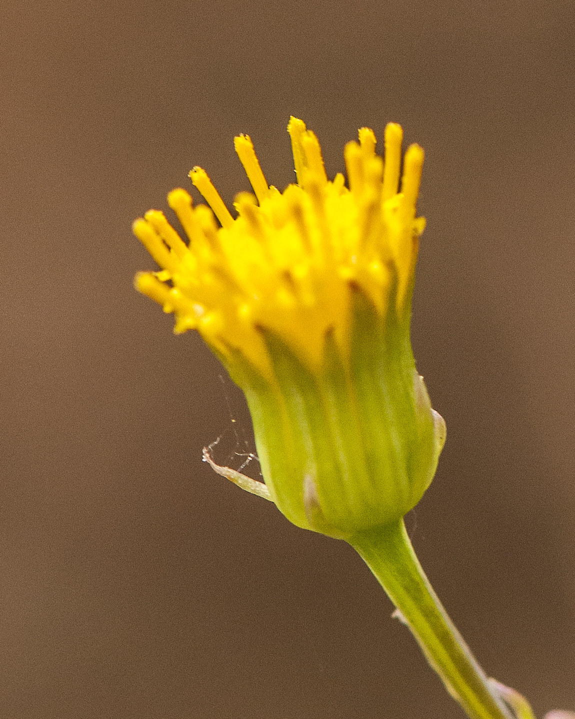 Wooton's Groundsel Flower