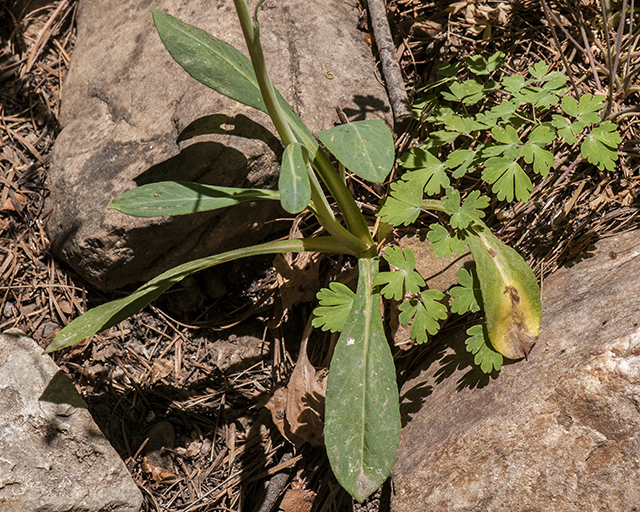 Wooton's Groundsel Leaves