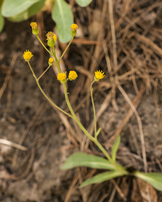 Wooton's Groundsel Plant