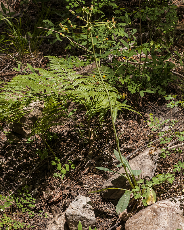 Wooton's Groundsel Plant