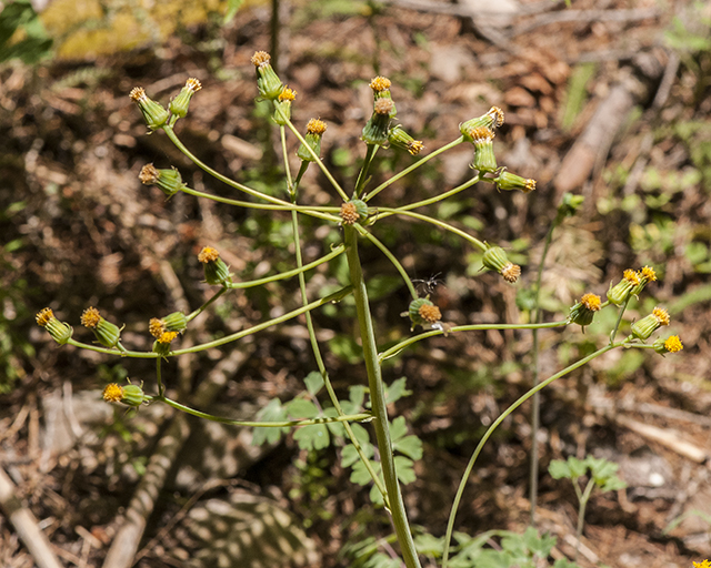 Wooton's Groundsel Stem