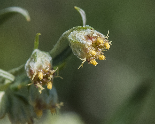 Wormwood Flower