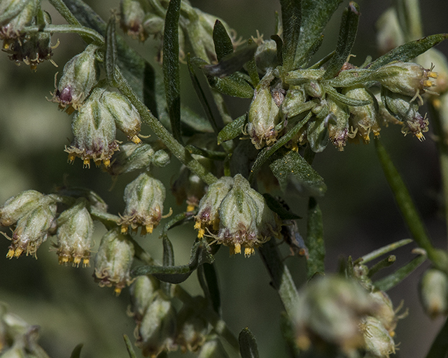 Wormwood Leaves