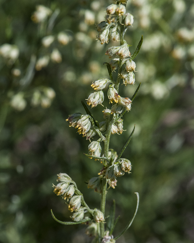 Wormwood Stem