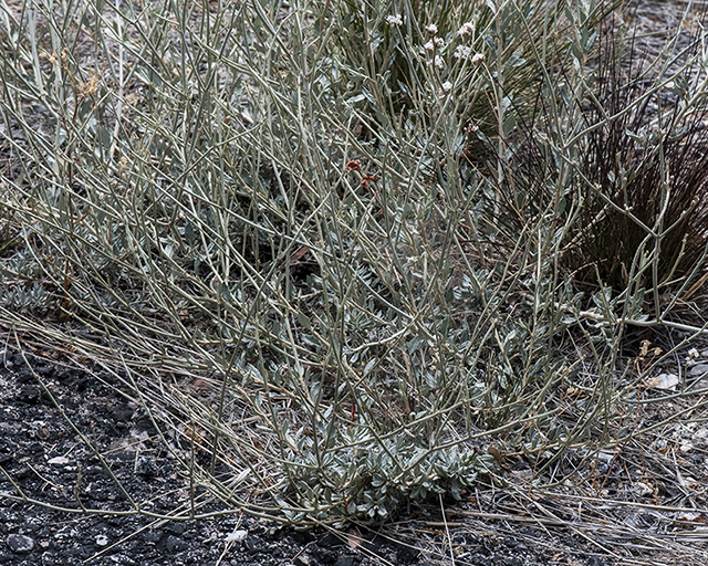 Wright Buckwheat Plant