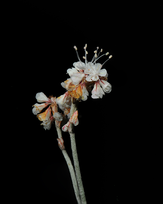 Wright's Buckwheat Flower