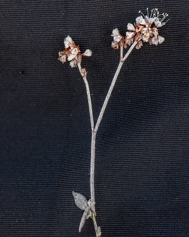 Wright Buckwheat Stem