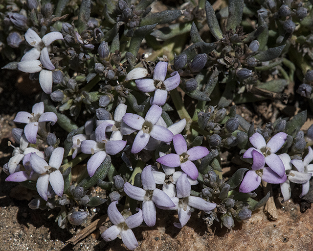 Wright's Bluets Flower