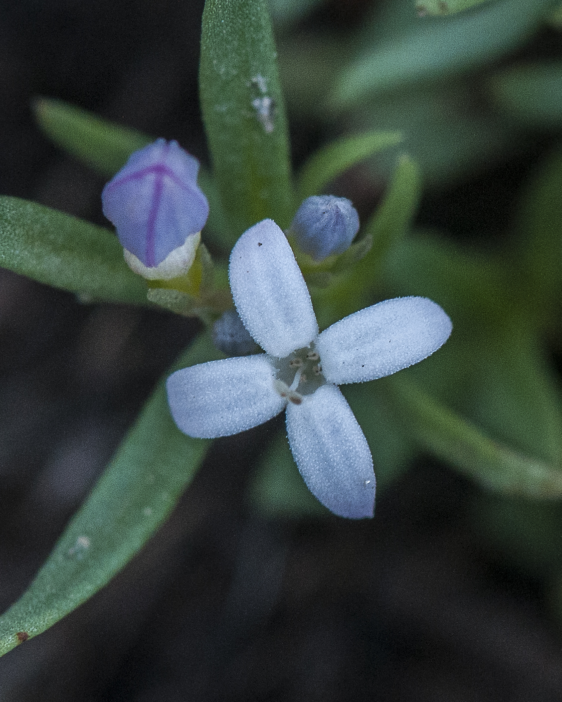 Wright's Bluets Flower