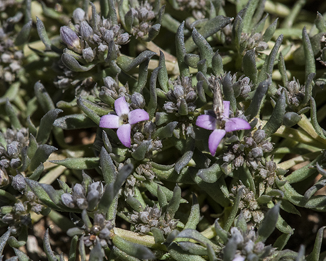 Wright's Bluets Leaves