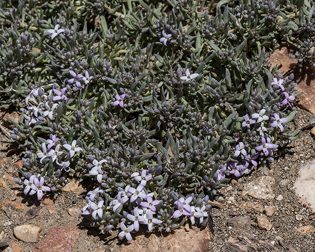 Wright's Bluets Plant