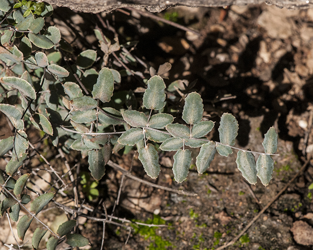 Wright's Cliff Brake Leaf