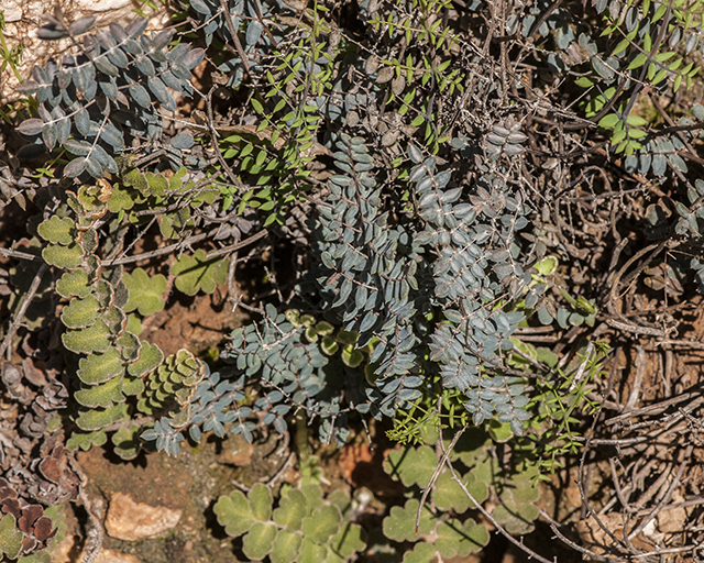 Wright's Cliff Brake Plant