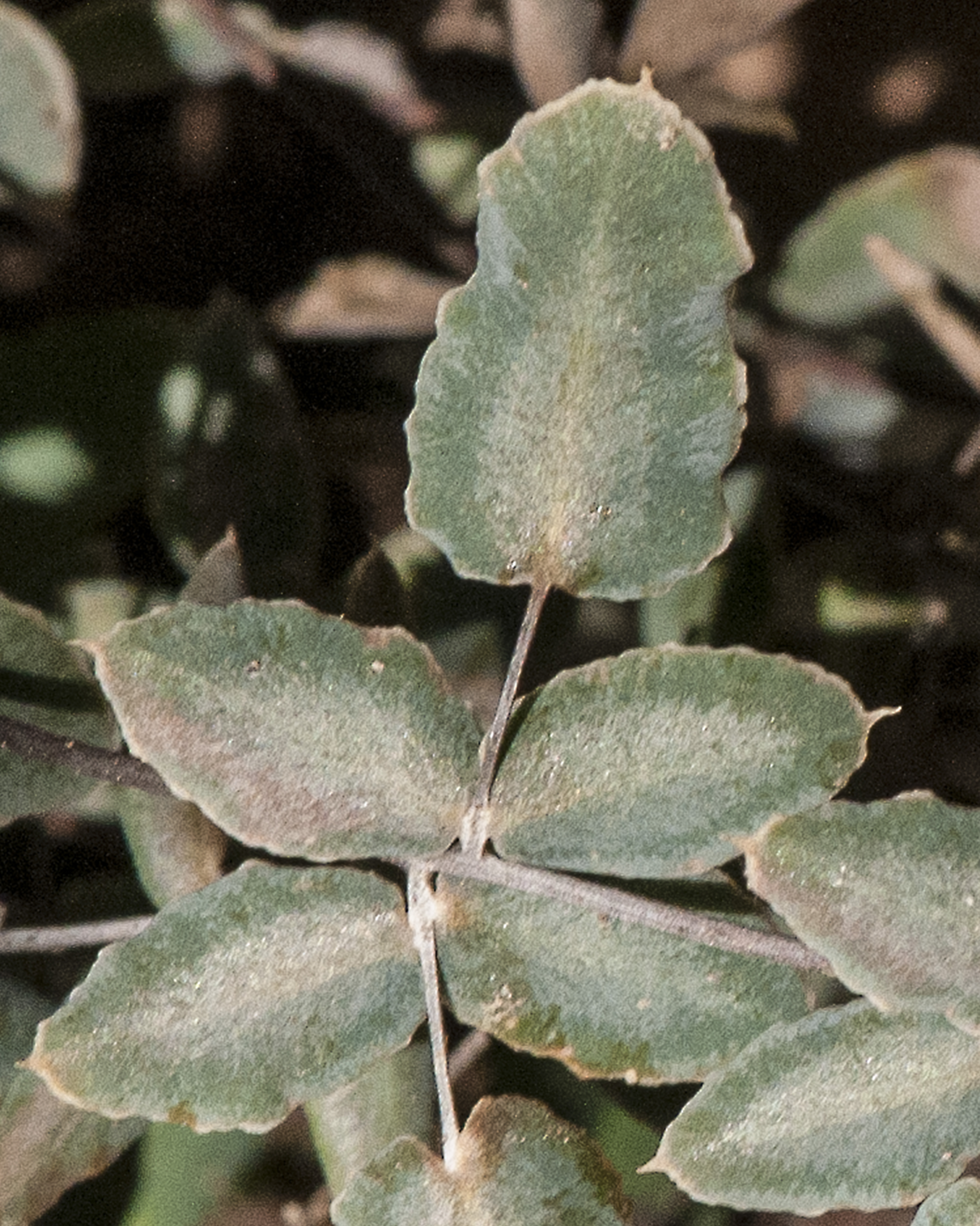 Wright's Cliff Brake Segment