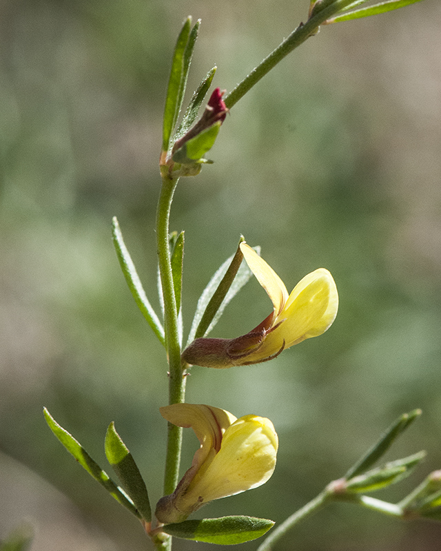 Wright's Deervetch Flower