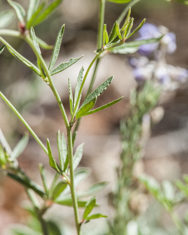Wright's Deervetch Leaves