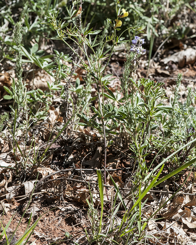 Wright's Deervetch Plant