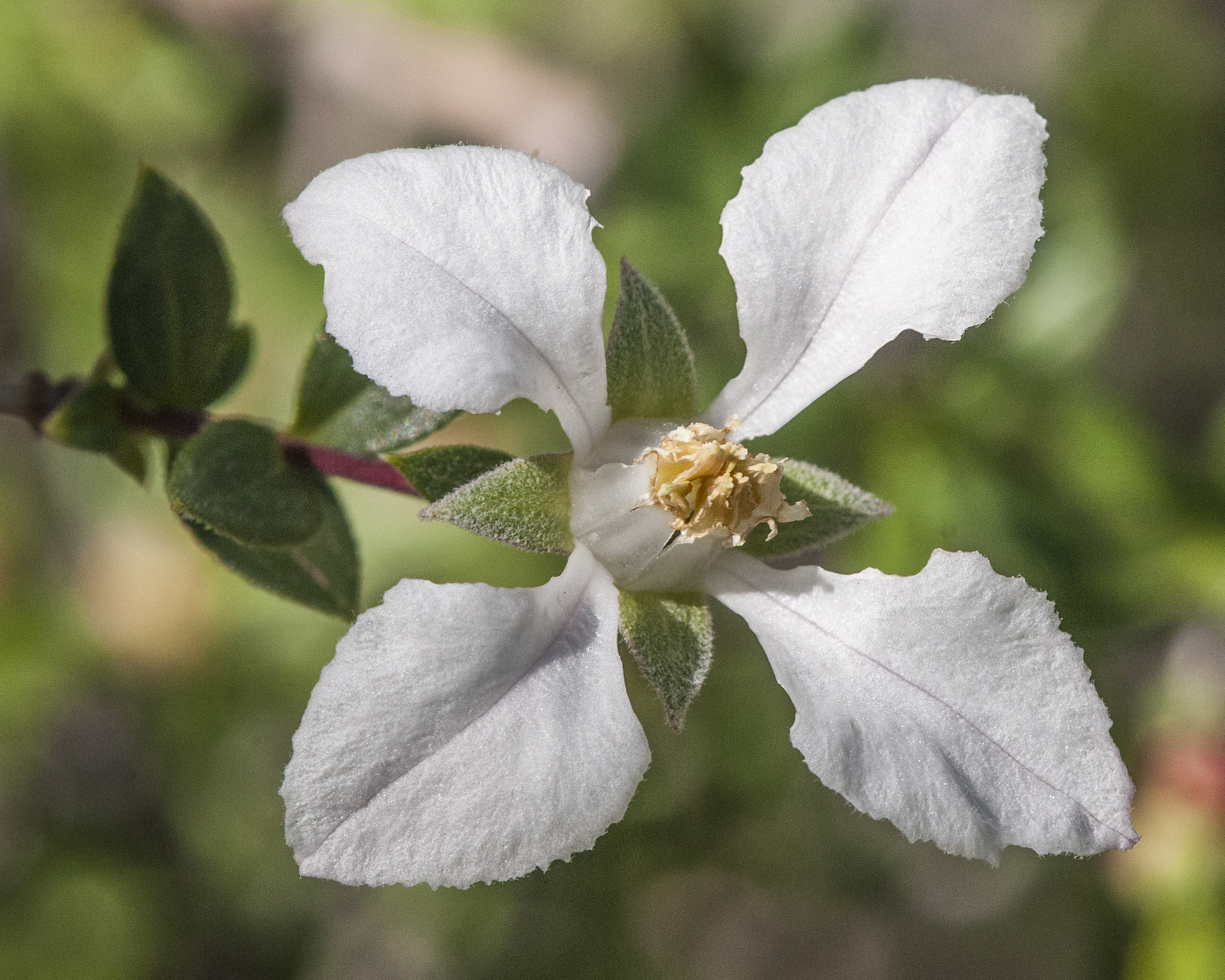 Wright's Fendlerbush Flower