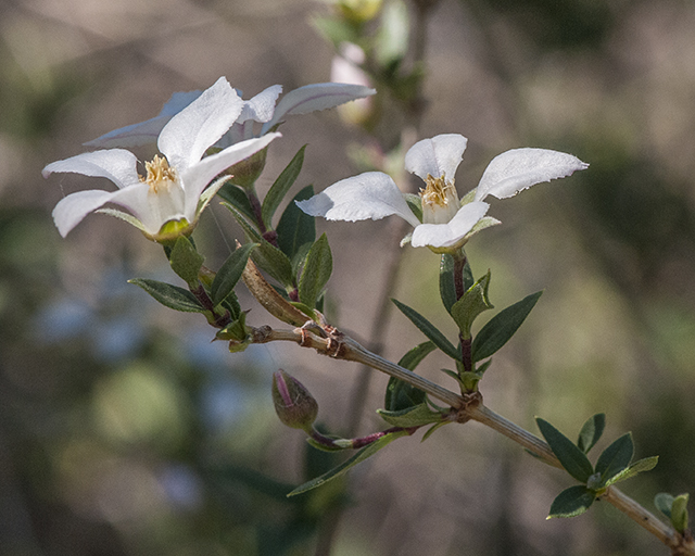 Wright's Fendlerbush Flower