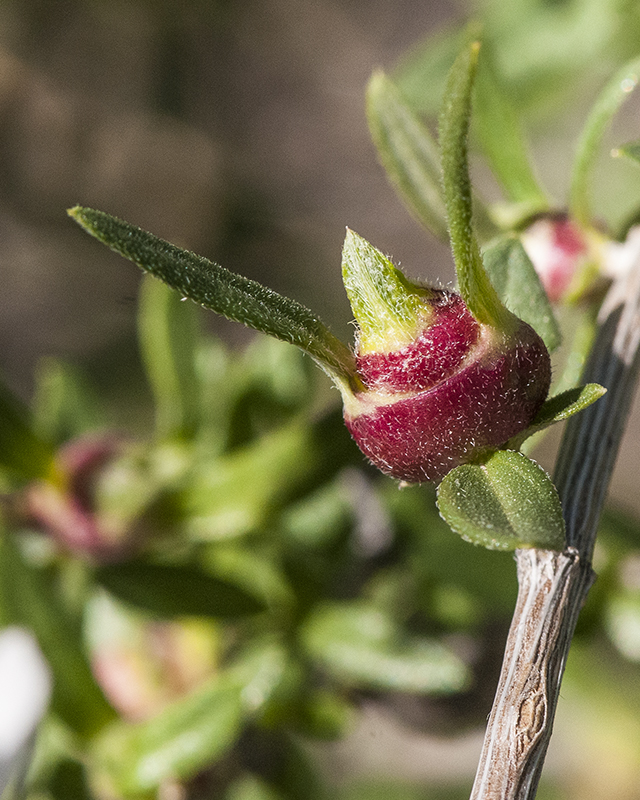 Wright's Fendlerbush Fruit