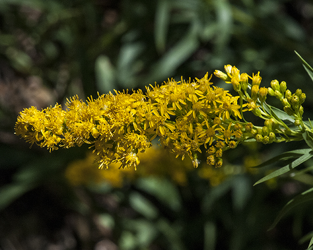 Wright's Goldenrod Flower