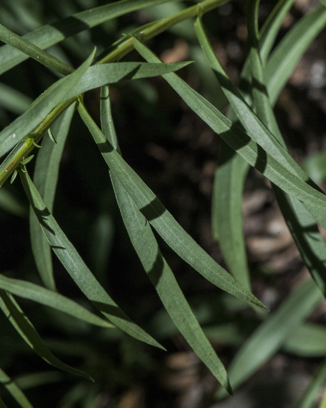 Wright's Goldenrod Leaves