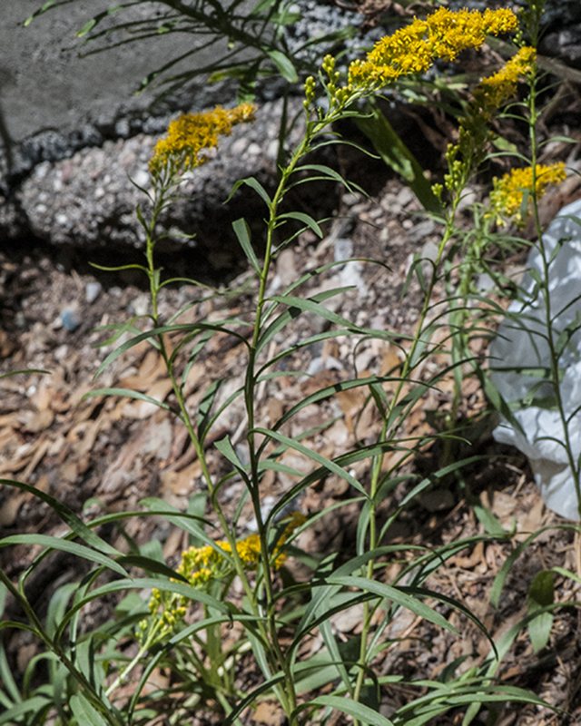 Wright's Goldenrod Stem