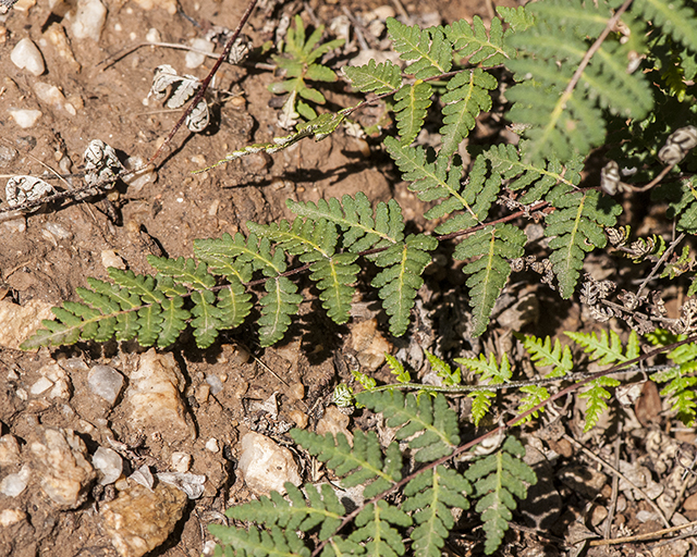 Wright's Lipfern Leaf