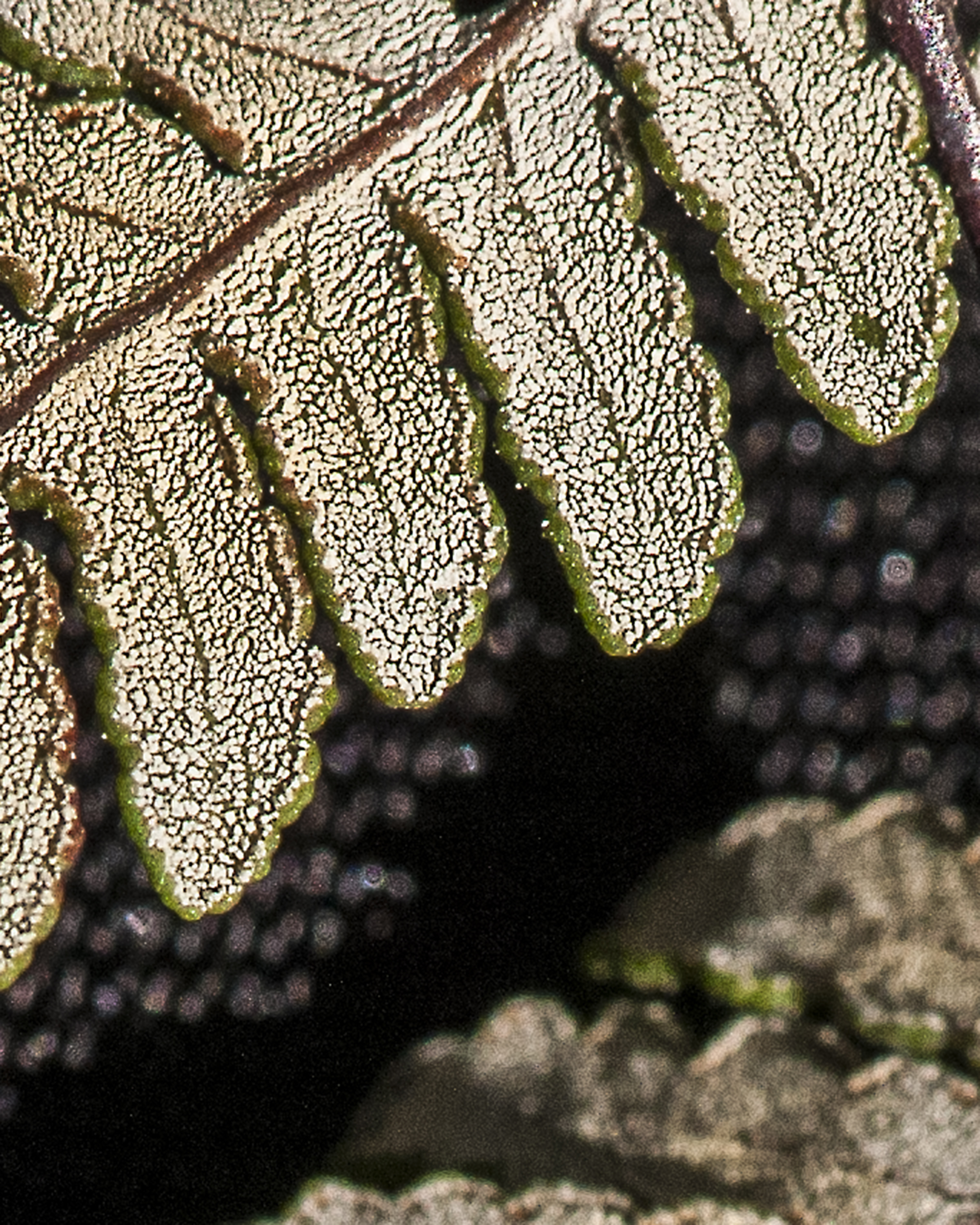Wright's Lipfern Lip